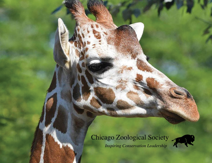 Recycle for a Reason: Chicago Zoological Society